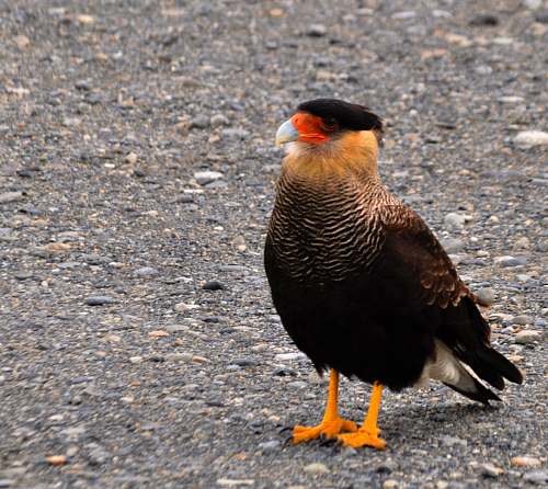 el calafate black and beige bird on ground santa cruz